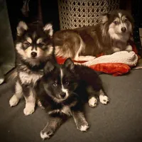 Phantom, a male Pomsky for sale in Ramona, CA – Photo 3 of 10