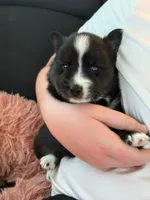 Phantom, a male Pomsky for sale in Ramona, CA – Photo 7 of 10