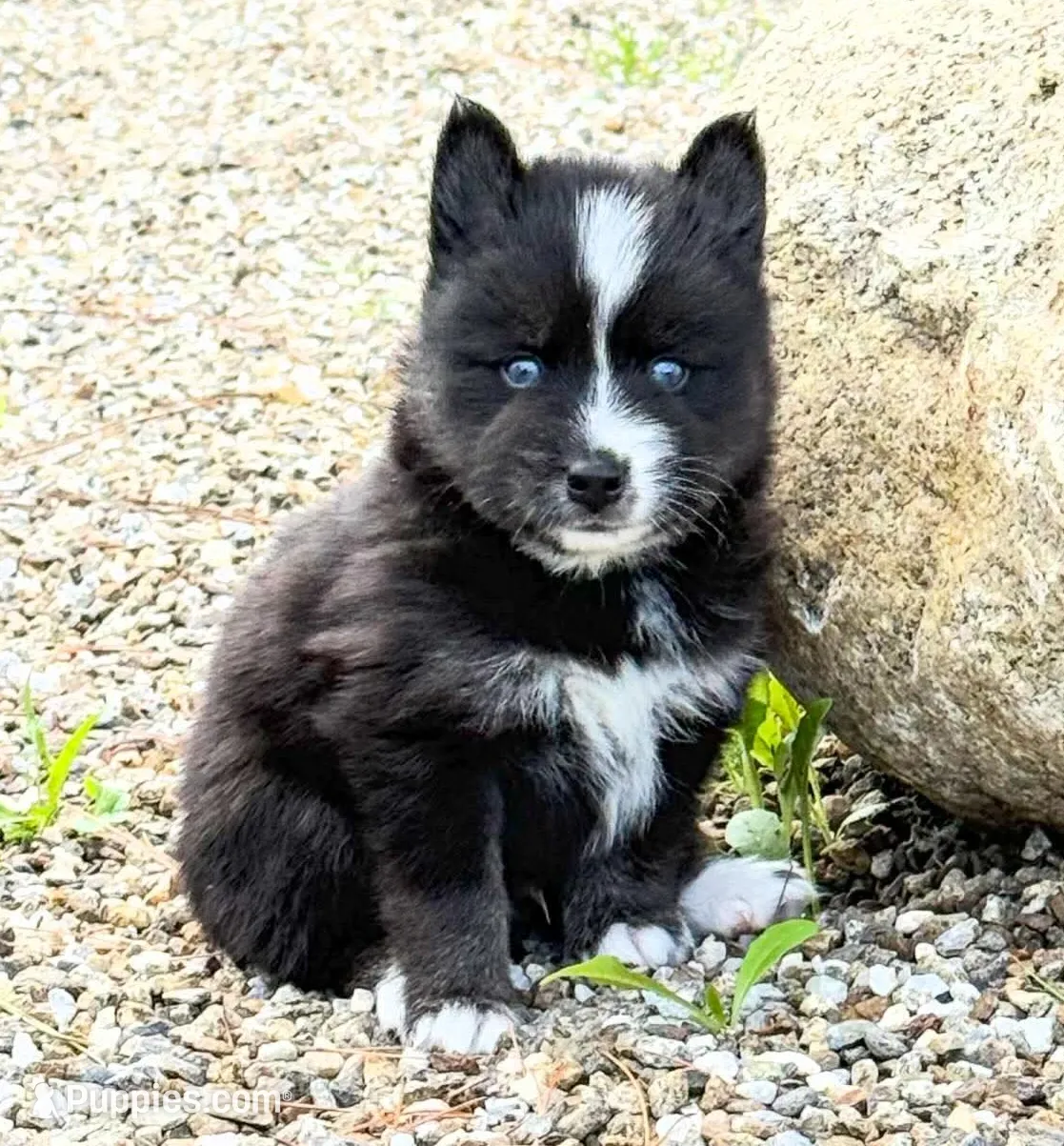 Phantom, a male Pomsky for sale in Ramona, CA – Photo 6 of 10