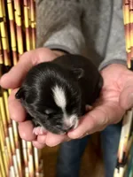 Phantom, a male Pomsky for sale in Ramona, CA – Photo 10 of 10