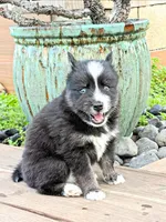 Phantom, a male Pomsky for sale in Ramona, CA – Photo 5 of 10
