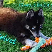 Velvet, a female Pomsky for sale in Ramona, CA – Photo 1 of 10