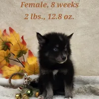 Velvet, a female Pomsky for sale in Ramona, CA – Photo 9 of 10