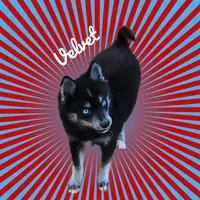 Velvet, a female Pomsky for sale in Ramona, CA – Photo 8 of 10