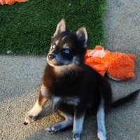 Velvet, a female Pomsky for sale in Ramona, CA – Photo 6 of 10
