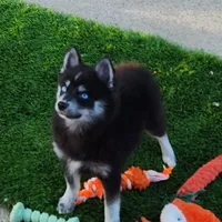 Velvet, a female Pomsky for sale in Ramona, CA – Photo 7 of 10