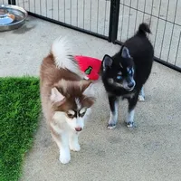 Velvet, a female Pomsky for sale in Ramona, CA – Photo 4 of 10