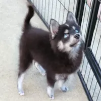 Velvet, a female Pomsky for sale in Ramona, CA – Photo 5 of 10