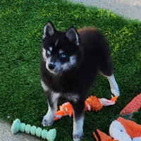 Velvet, a female Pomsky for sale in Ramona, CA – Photo 3 of 10