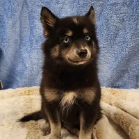 Velvet, a female Pomsky for sale in Ramona, CA – Photo 10 of 10