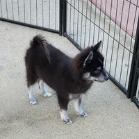 Velvet, a female Pomsky for sale in Ramona, CA – Photo 2 of 10