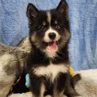 Vader, a male Pomsky for sale in Ramona, CA – Photo 10 of 10