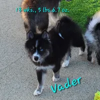 Vader, a male Pomsky for sale in Ramona, CA – Photo 1 of 10