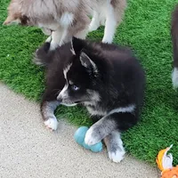 Vader, a male Pomsky for sale in Ramona, CA – Photo 3 of 10