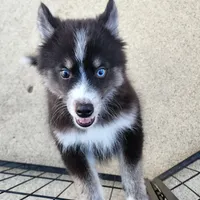 Vader, a male Pomsky for sale in Ramona, CA – Photo 6 of 10