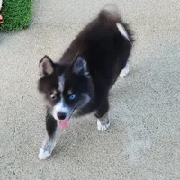 Vader, a male Pomsky for sale in Ramona, CA – Photo 4 of 10