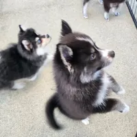 Vader, a male Pomsky for sale in Ramona, CA – Photo 7 of 10