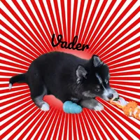 Vader, a male Pomsky for sale in Ramona, CA – Photo 8 of 10