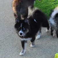 Vader, a male Pomsky for sale in Ramona, CA – Photo 5 of 10