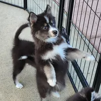 Vader, a male Pomsky for sale in Ramona, CA – Photo 2 of 10