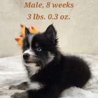 Vader, a male Pomsky for sale in Ramona, CA – Photo 9 of 10