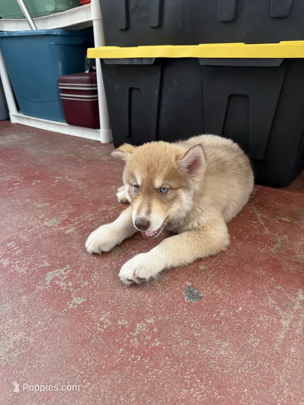  Charlie – Siberian Husky puppy for sale in Lakeland, FL