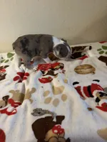 Layla, a female Boston Terrier for sale in Lakeland, FL – 3 of 7