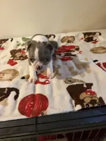 Layla, a female Boston Terrier for sale in Lakeland, FL – 7 of 7