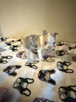 Shayla, a female Boston Terrier for sale in Lakeland, FL – 5 of 6
