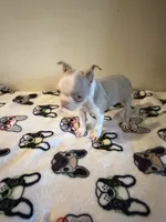 Mickey , a male Boston Terrier for sale in Lakeland, FL – 4 of 6
