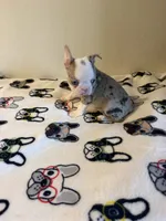 Bruno, a male Boston Terrier for sale in Lakeland, FL – 2 of 7