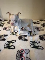 Mickey , a male Boston Terrier for sale in Lakeland, FL – 2 of 6