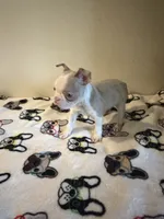 Mickey , a male Boston Terrier for sale in Lakeland, FL – 3 of 6