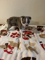 Layla, a female Boston Terrier for sale in Lakeland, FL – 5 of 7