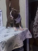 Reba , a female Boston Terrier for sale in Lakeland, FL – 2 of 2