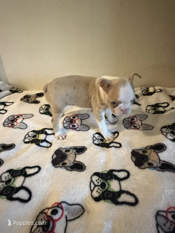 Mickey  – Boston Terrier puppy for sale in Lakeland, FL