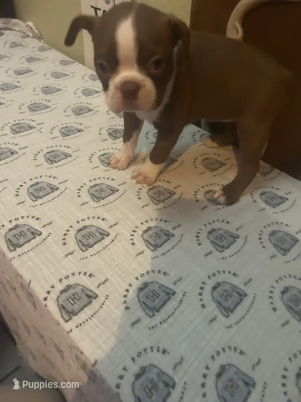 Reba  – Boston Terrier puppy for sale in Lakeland, FL