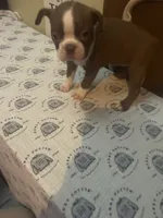 Reba , a female Boston Terrier for sale in Lakeland, FL – 1 of 2