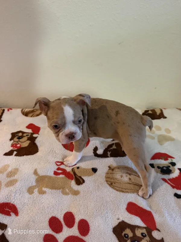 Lili  – Boston Terrier puppy for sale in Lakeland, FL