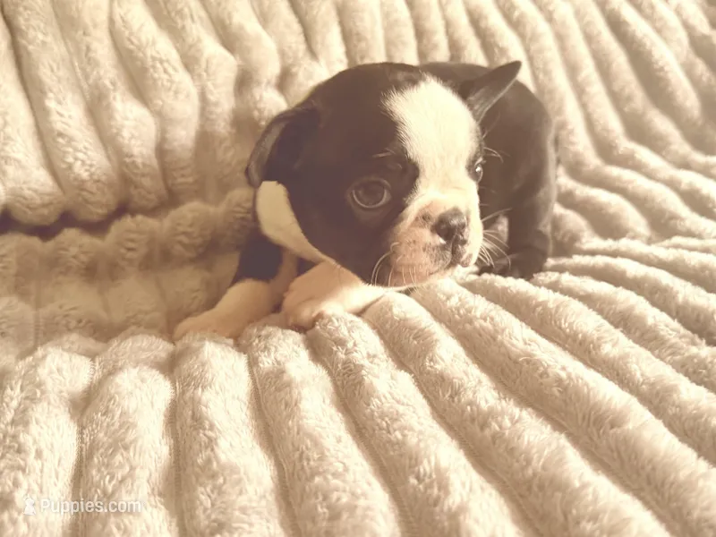 Milo, a male Boston Terrier for sale in Lakeland, FL – Photo 1 of 1