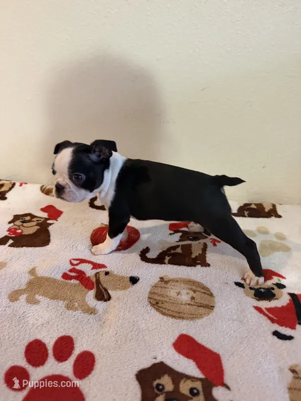 Mika  – Boston Terrier puppy for sale in Lakeland, FL