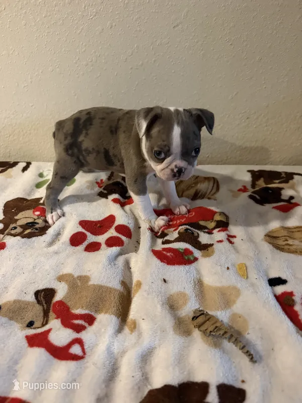 Layla – Boston Terrier puppy for sale in Lakeland, FL