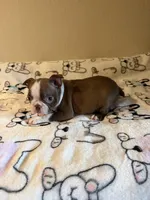 Reba, a female Boston Terrier for sale in Lakeland, FL – Photo 5 of 8