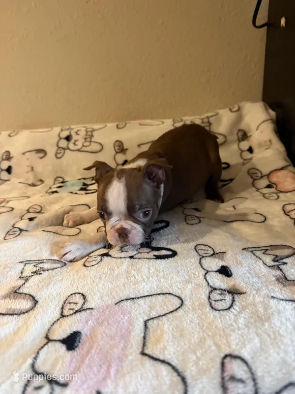 Reba – Boston Terrier puppy for sale in Lakeland, FL