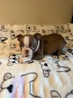 Reba, a female Boston Terrier for sale in Lakeland, FL – Photo 4 of 8