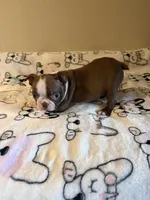 Reba, a female Boston Terrier for sale in Lakeland, FL – Photo 7 of 8