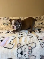 Reba, a female Boston Terrier for sale in Lakeland, FL – Photo 6 of 8