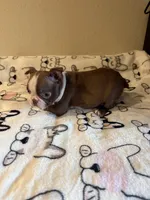 Reba, a female Boston Terrier for sale in Lakeland, FL – Photo 8 of 8