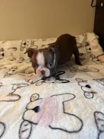 Reba, a female Boston Terrier for sale in Lakeland, FL – Photo 2 of 8