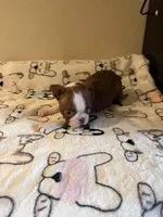 Reba, a female Boston Terrier for sale in Lakeland, FL – Photo 3 of 8